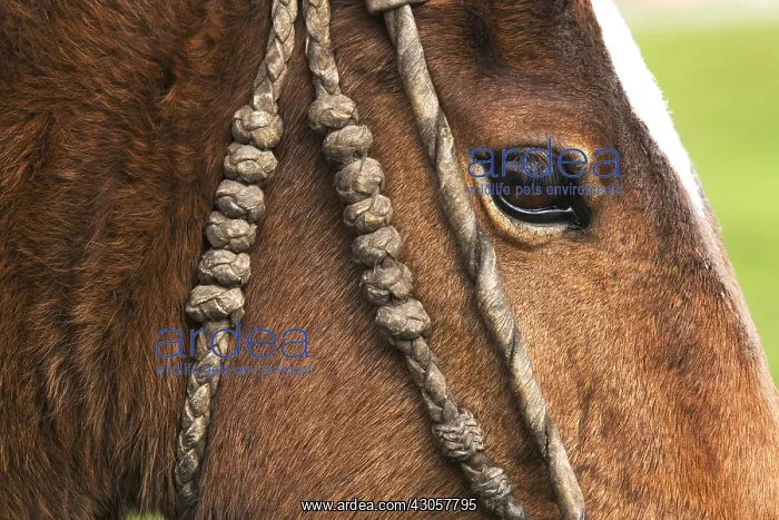 : Horse head with craft bridle Hacienda Yanahurco Ecuador : Horse head with craft bridle Hacienda Yanahurco Ecuador