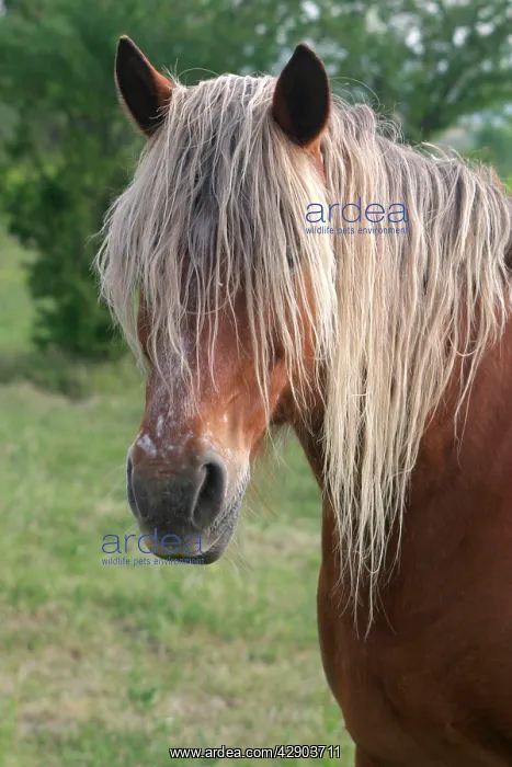 : Horse - head and mane : Horse - head and mane