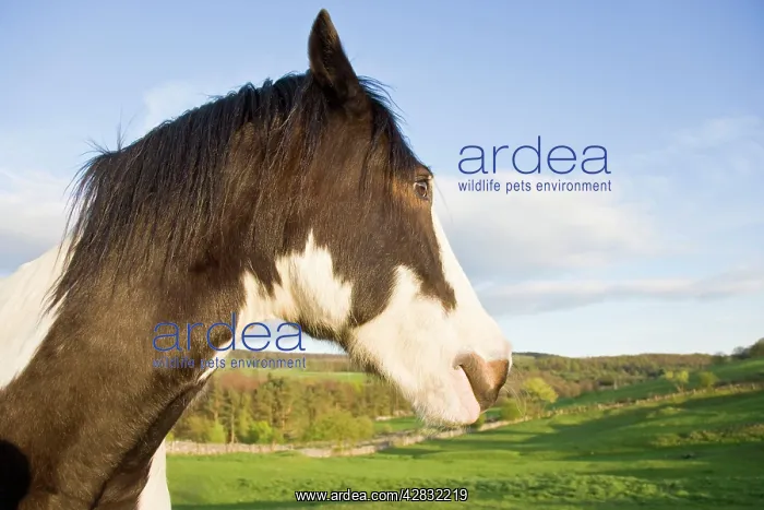 : Horse - Head with peak district scenery in background : Horse - Head with peak district scenery in background