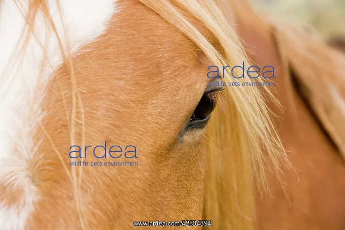  : Horse - detail of head showing eye