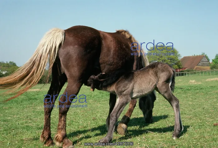 : Horse - Highland mare & Foal : Horse - Highland mare & Foal