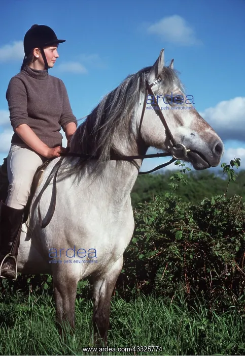  : HORSE - Highland Pony with rider