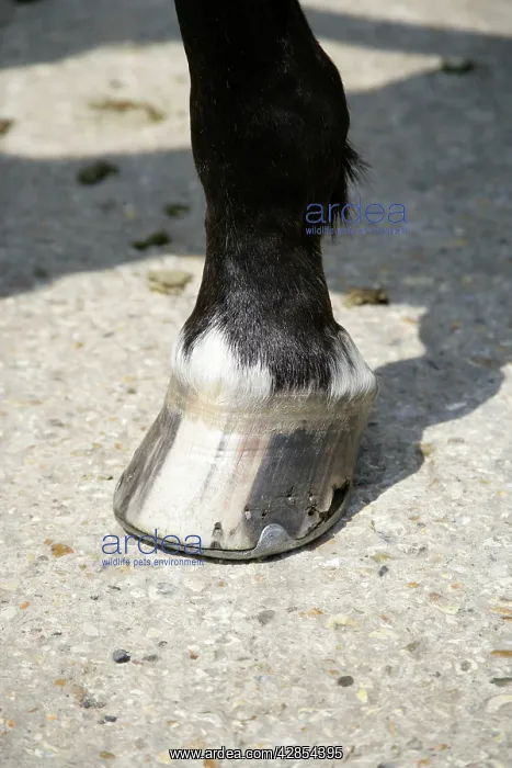 : Horse. Hoof : Horse. Hoof