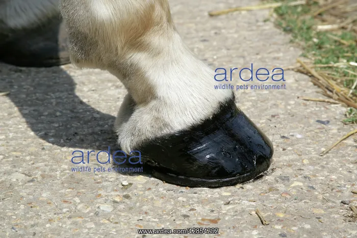 : Horse. Hoof + Pastorn : Horse. Hoof + Pastorn