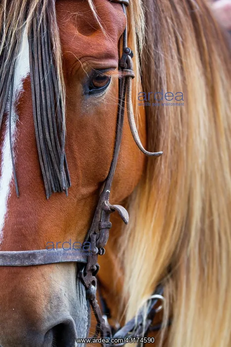 : Horse, Horse riding, Sierra de Gredos, Avila, Castilla : Horse, Horse riding, Sierra de Gredos, Avila, Castilla