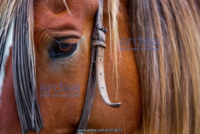 : Horse, Horse riding, Sierra de Gredos, Avila, Castilla