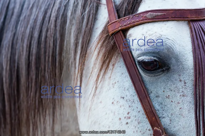: Horse, Horse riding, Sierra de Gredos, Avila, Castilla : Horse, Horse riding, Sierra de Gredos, Avila, Castilla