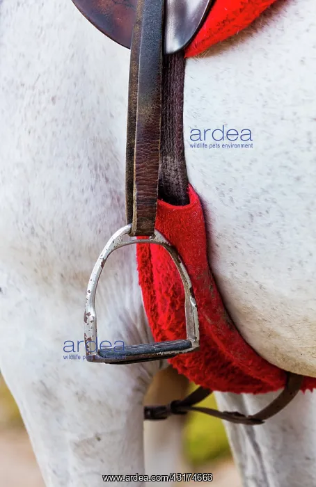 : Horse, Horse riding, Sierra de Gredos, Avila, Castilla : Horse, Horse riding, Sierra de Gredos, Avila, Castilla