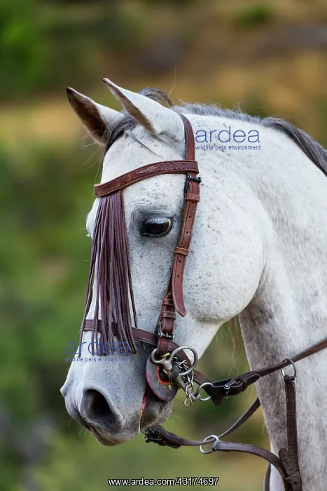 : Horse, Horse riding, Sierra de Gredos, Avila, Castilla : Horse, Horse riding, Sierra de Gredos, Avila, Castilla
