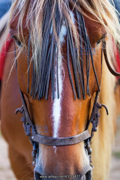 : Horse, Horse riding, Sierra de Gredos, Avila, Castilla : Horse, Horse riding, Sierra de Gredos, Avila, Castilla