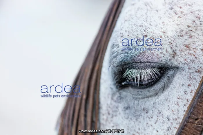  : Horse, Horse riding, Sierra de Gredos, Avila, Castilla