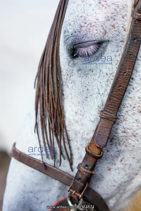 : Horse, Horse riding, Sierra de Gredos, Avila, Castilla : Horse, Horse riding, Sierra de Gredos, Avila, Castilla