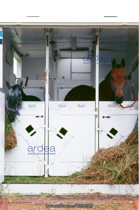 : HORSE - horses looking over stalls : HORSE - horses looking over stalls