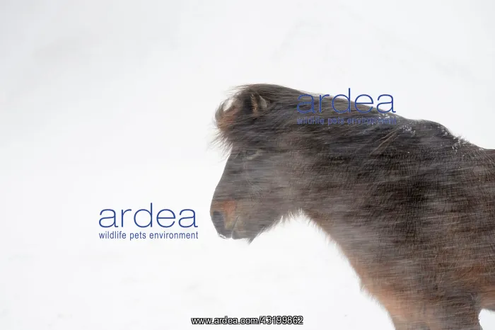: Horse, Icelandic Pony, adult, close-up of head : Horse, Icelandic Pony, adult, close-up of head