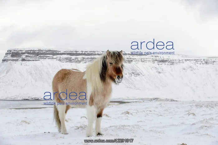 : Horse, Icelandic Pony, adult, standing on snow : Horse, Icelandic Pony, adult, standing on snow