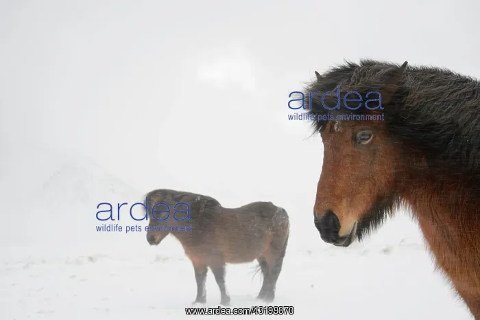 : Horse, Icelandic Pony, two adults, standing on snow : Horse, Icelandic Pony, two adults, standing on snow
