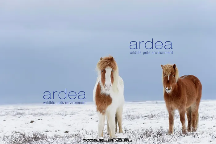 : Horse, Icelandic Pony, two adults, standing on snow : Horse, Icelandic Pony, two adults, standing on snow