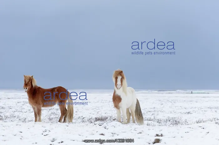 : Horse, Icelandic Pony, two adults, standing on snow : Horse, Icelandic Pony, two adults, standing on snow