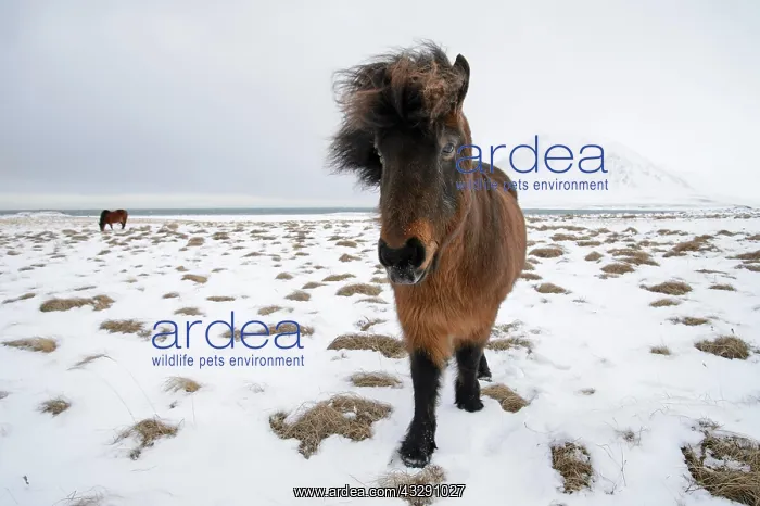 : Horse, Icelandic Pony, two adults, standing on snow : Horse, Icelandic Pony, two adults, standing on snow