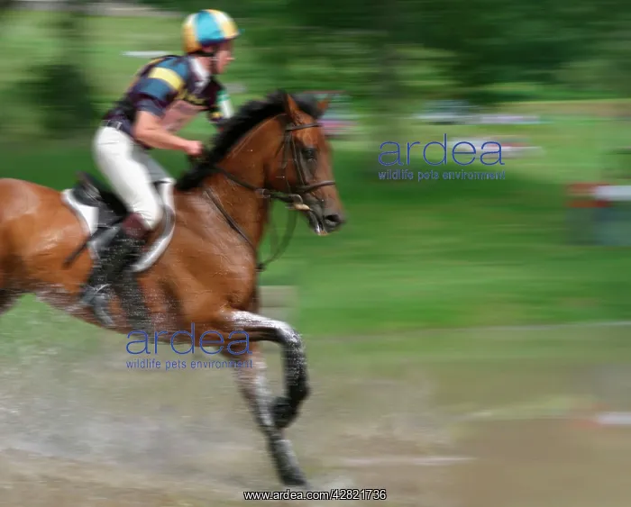 : Horse and Jockey - Completing a water jump during : Horse and Jockey - Completing a water jump during