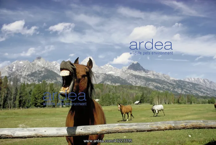 : Horse laugh : Horse laugh