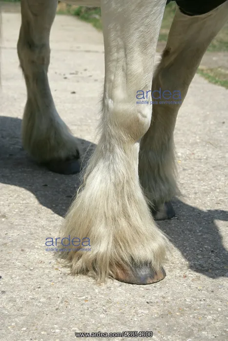 : Horse legs. Feathers : Horse legs. Feathers