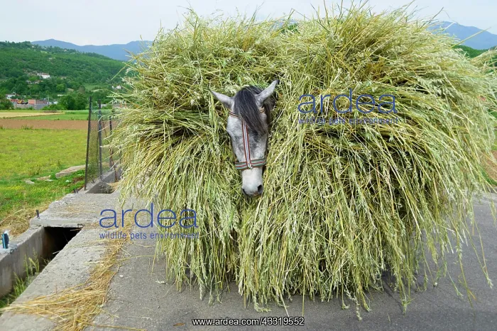 : Horse loaded with grain stalks, Albania, Europe : Horse loaded with grain stalks, Albania, Europe