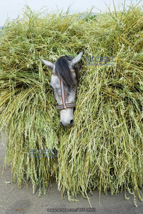  : Horse loaded with grain stalks, Albania, Europe