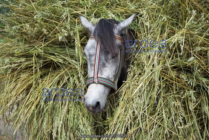 : Horse loaded with grain stalks, Albania, Europe : Horse loaded with grain stalks, Albania, Europe