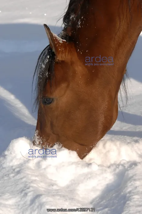 : Horse looking for food in the snow Center France : Horse looking for food in the snow Center France
