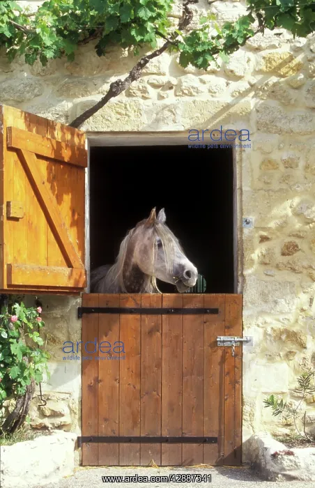  : Horse - looking over stable door