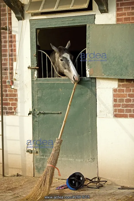 : Horse - looking over stable door & biting on broom handle : Horse - looking over stable door & biting on broom handle