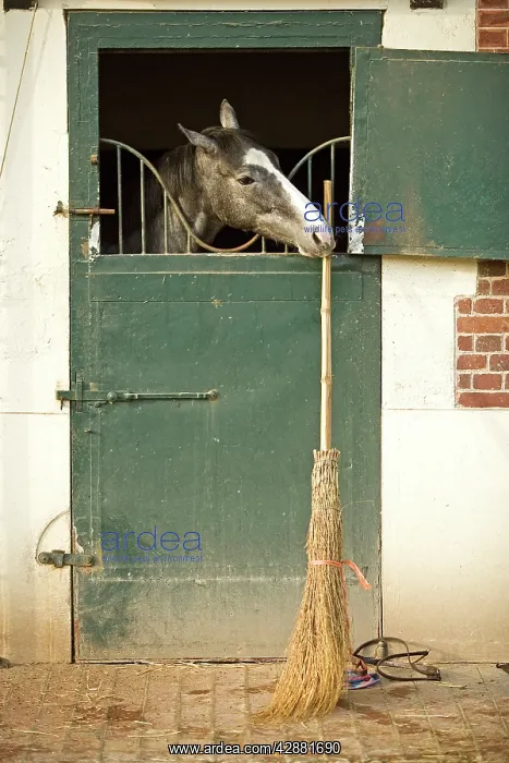 : Horse - looking over stable door & biting on broom handle : Horse - looking over stable door & biting on broom handle