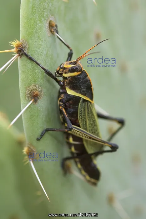 : Horse Lubber Grasshopper : Horse Lubber Grasshopper