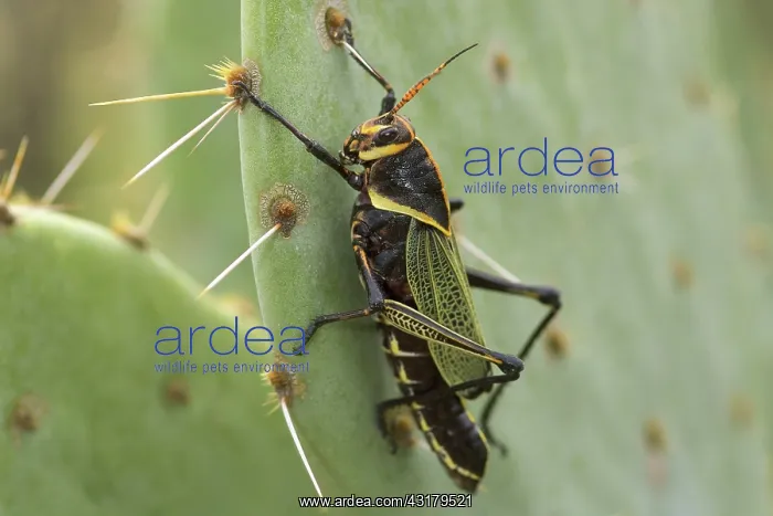 : Horse Lubber Grasshopper : Horse Lubber Grasshopper