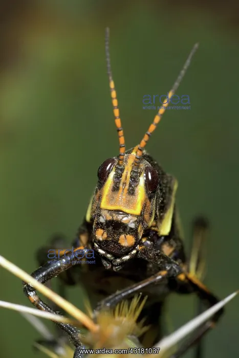 : Horse Lubber Grasshopper : Horse Lubber Grasshopper