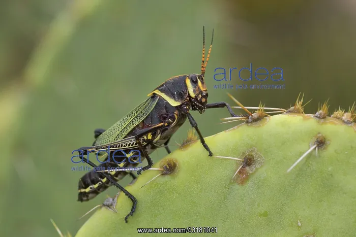 : Horse Lubber Grasshopper : Horse Lubber Grasshopper