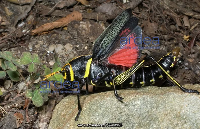 : Horse Lubber (Taeniopoda equis) : Horse Lubber (Taeniopoda equis)