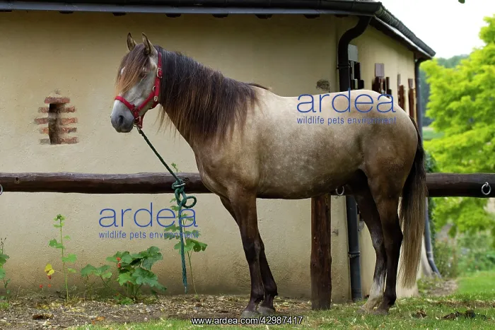  : Horse - Lusitano