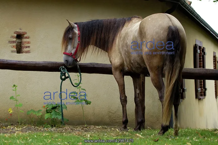  : Horse - Lusitano