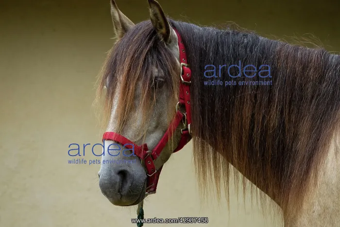  : Horse - Lusitano - close-up of head