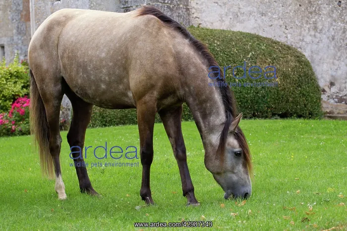  : Horse - Lusitano - eating