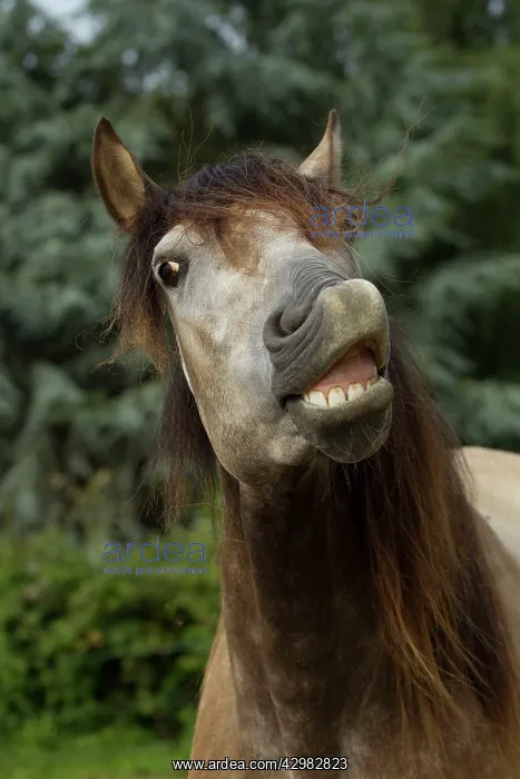  : Horse - Lusitano - showing teeth
