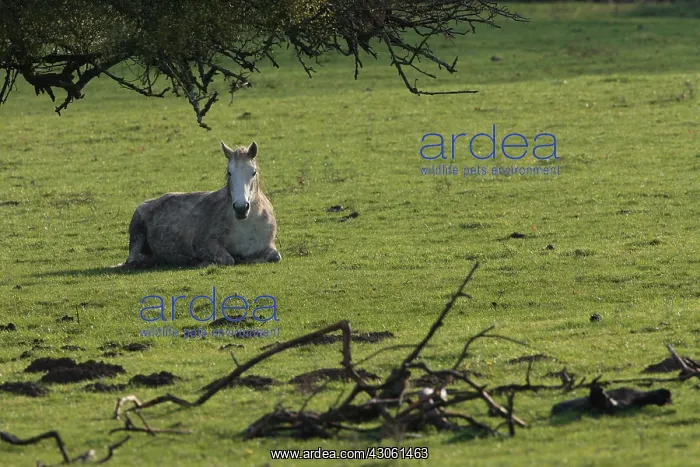 : Horse lying down in a meadow Marne : Horse lying down in a meadow Marne