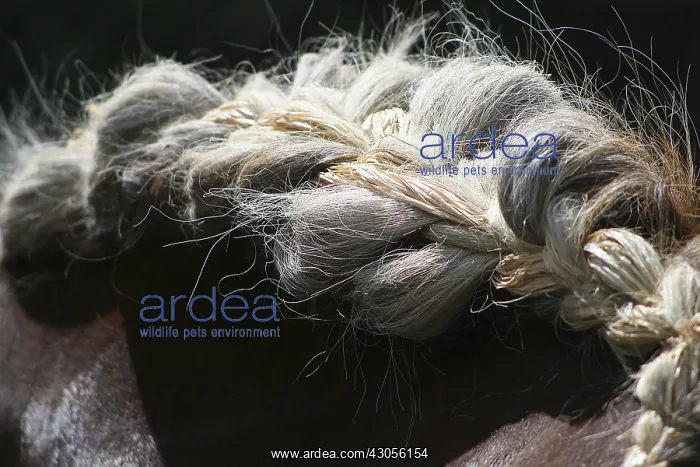 : Horse mane braided France : Horse mane braided France