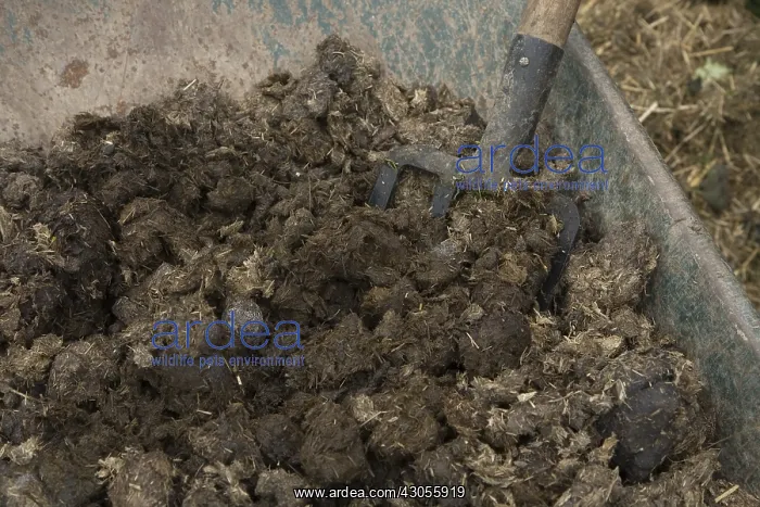 : Horse manure for composting : Horse manure for composting