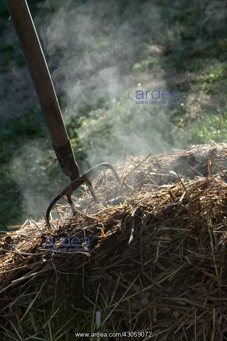 : Horse manure smoking with a fork-spade in a garden : Horse manure smoking with a fork-spade in a garden