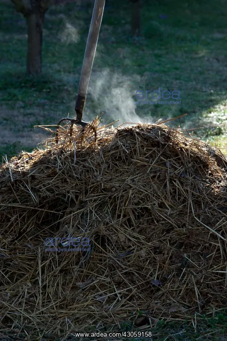 : Horse manure smoking with a fork-spade in a garden : Horse manure smoking with a fork-spade in a garden