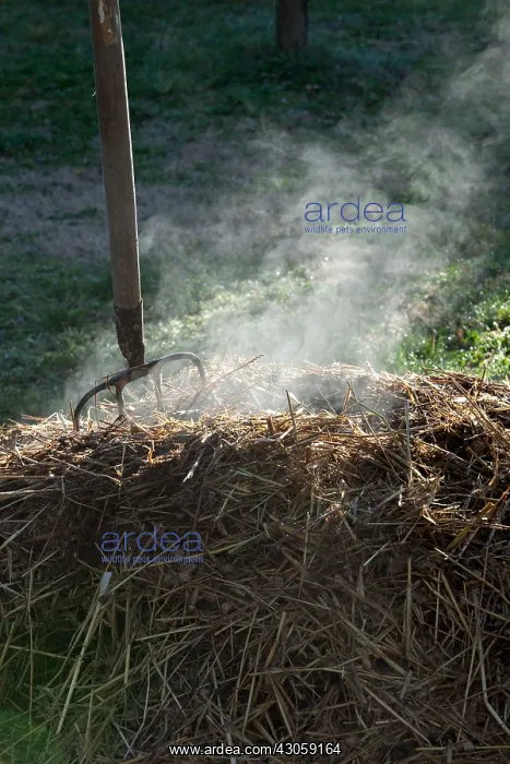  : Horse manure smoking with a fork-spade in a garden