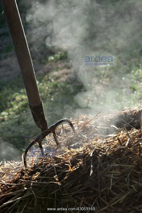 : Horse manure smoking with a fork-spade in a garden : Horse manure smoking with a fork-spade in a garden